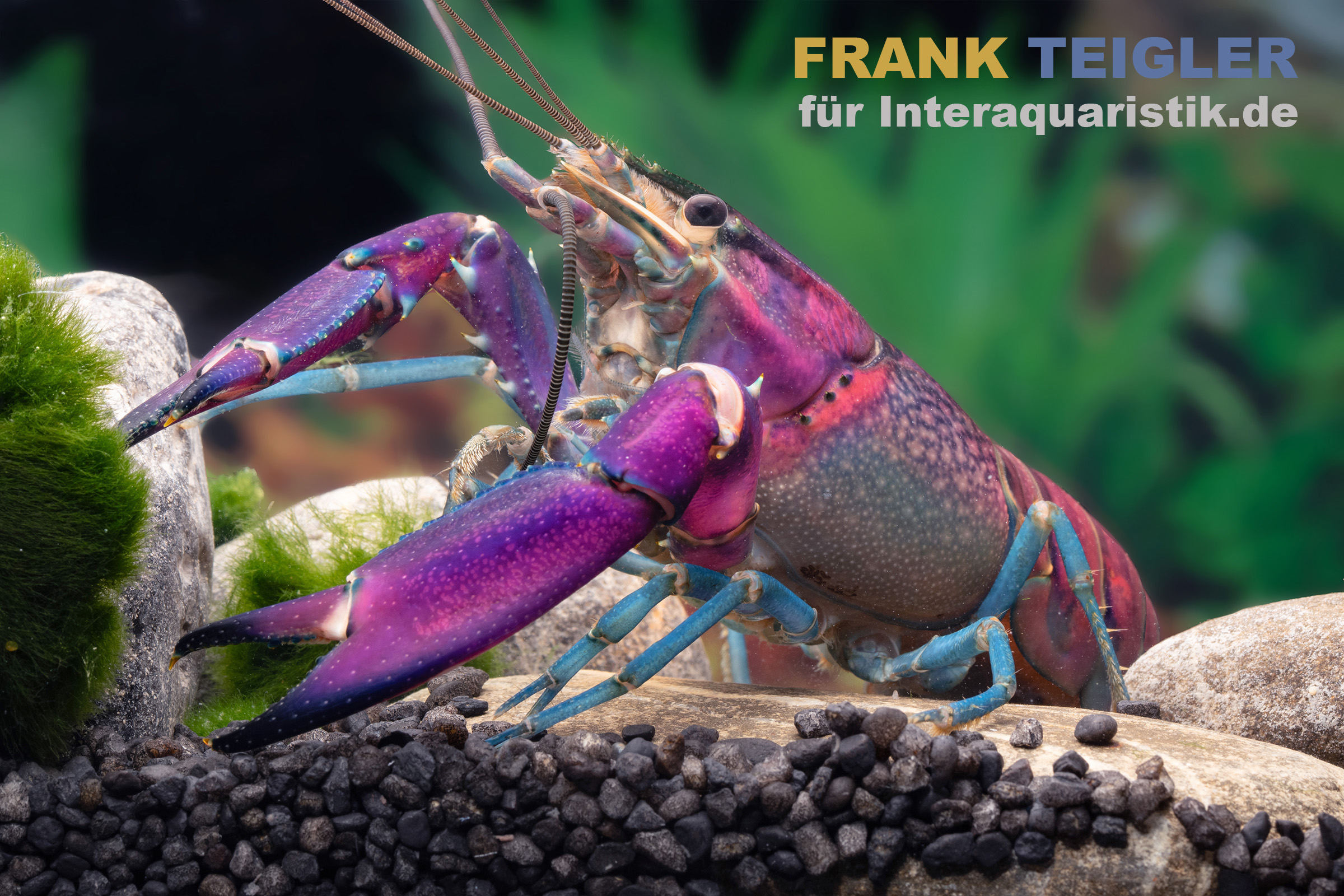 Lila-blauer Süßwasserkrebs auf Aquariumkies